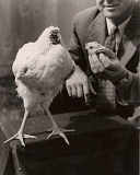mike the headless chicken